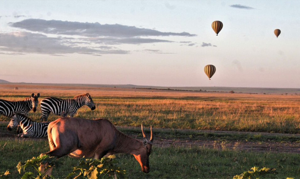 SUMMER SERENGETI WILDBEEST