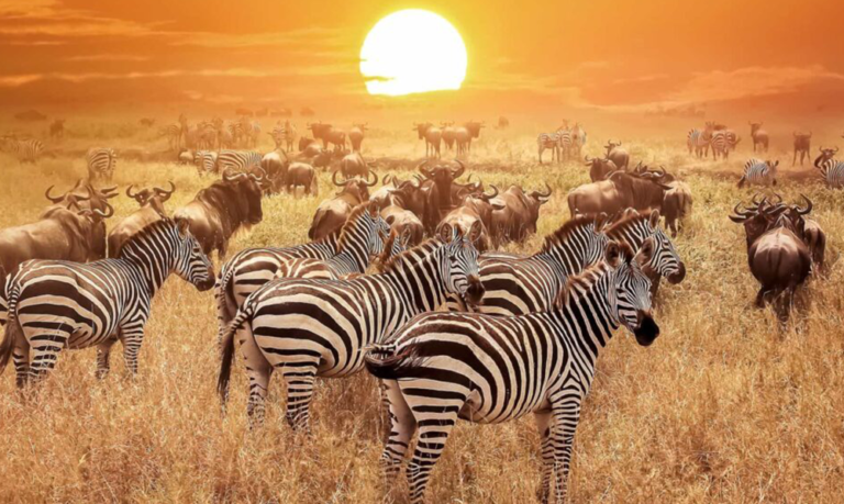 7 DAYS LUXURY SAFARI